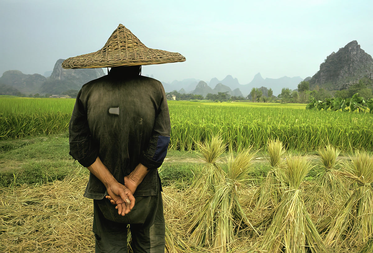 Chinese Rice Farmer Art Print | Museum-Quality Fine Art Print | RedKalion