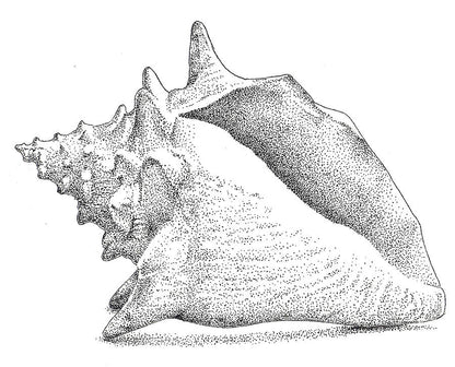 Conch Shell Drawing Art Print | Museum-Quality Fine Art Print | RedKalion