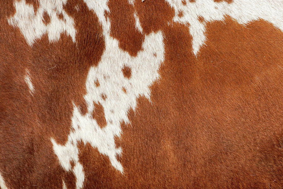 Cowhide Print Art | Premium Fine Art Print | RedKalion
