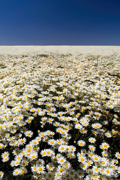 Daisy Fields Fine Art Print | Museum-Quality Reproduction | RedKalion