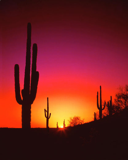 Desert Sunset Fine Art Print | RedKalion