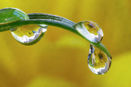 Dew Drop Reflecting Flowers #1 Art Print | RedKalion