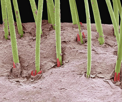 Eyelash Mites Images: Scientific Art Print | RedKalion