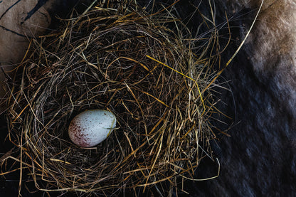 Junco Eggs Art Print | Premium Fine Art Print | RedKalion