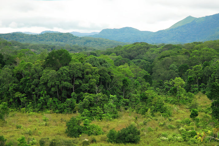 Landscape of a Rainforest Fine Art Print | RedKalion