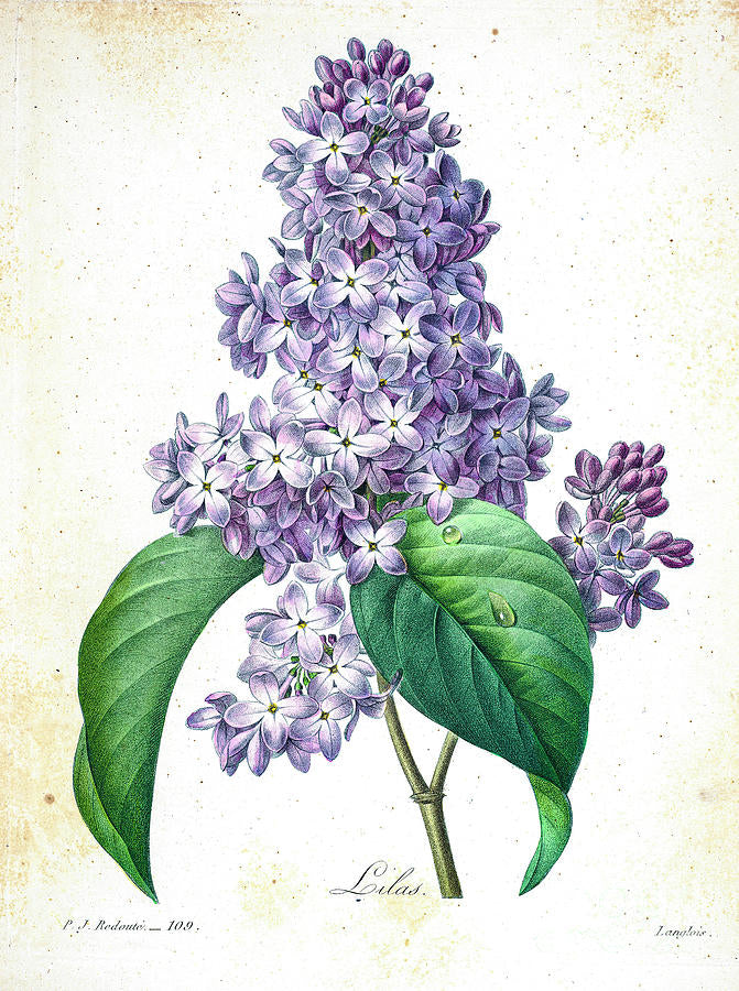 Lilac Drawing Art Print 1827 | Botanical Illustration | RedKalion