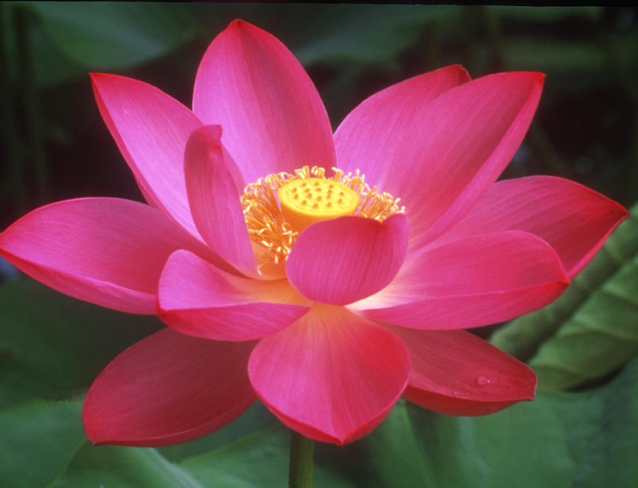 Lotus Blossom Art Print | Premium Fine Art Print | RedKalion