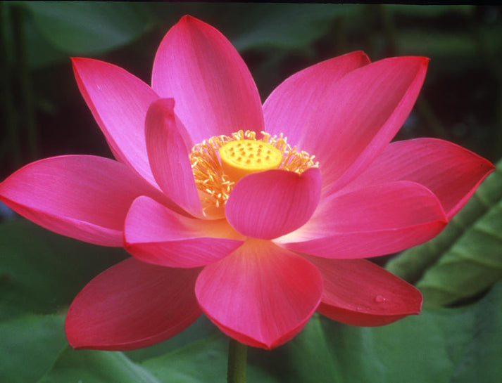 Lotus Blossom Art Print | Premium Fine Art Print | RedKalion