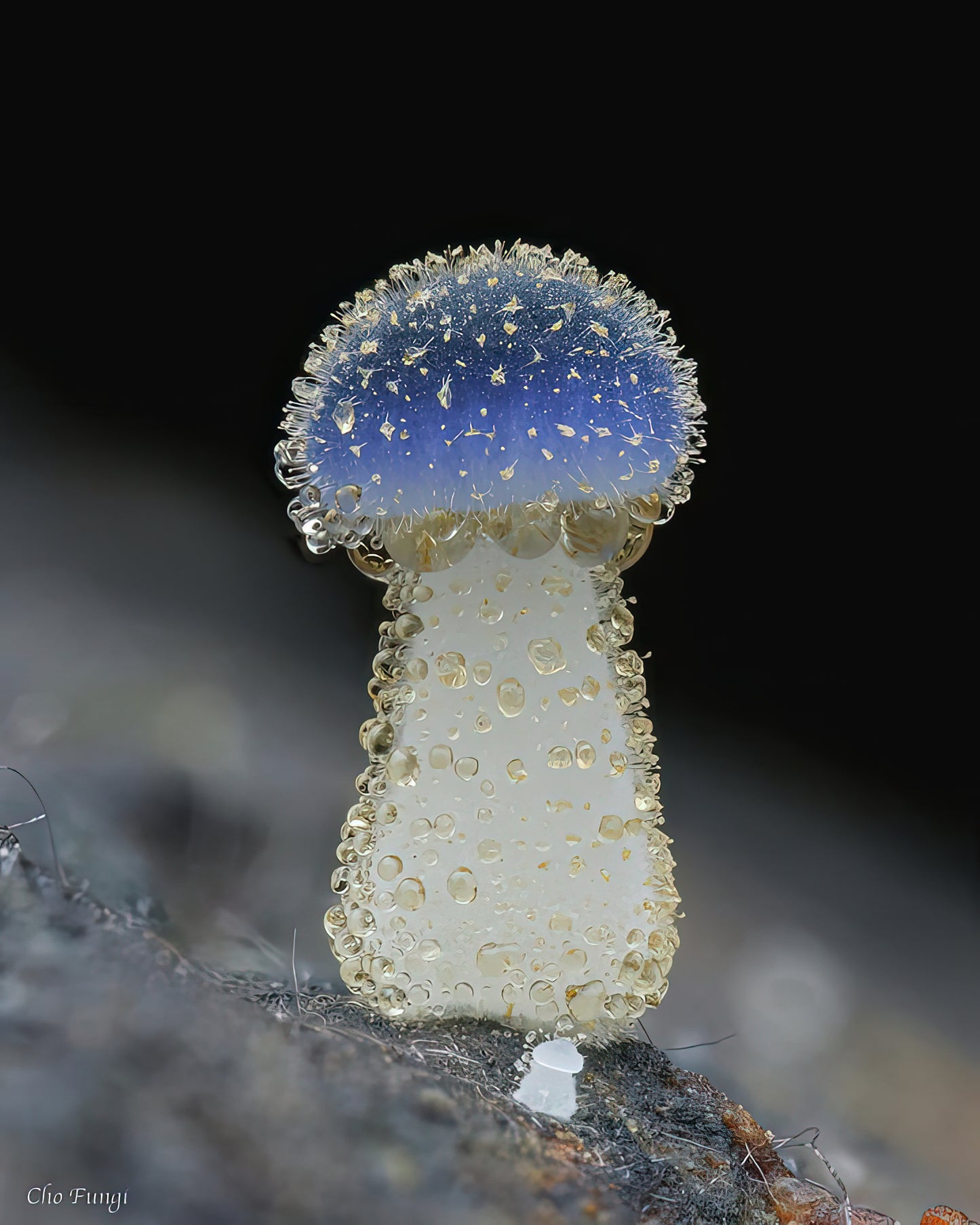 Mycena Subcyanocephala Fine Art Print | RedKalion