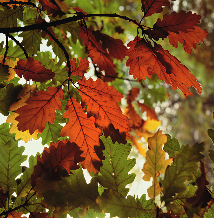 Oak Leaves in Fall Art Print | Premium Fine Art Reproduction | RedKalion
