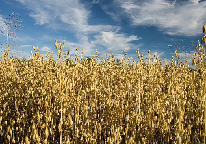Oat Field Fine Art Print | RedKalion