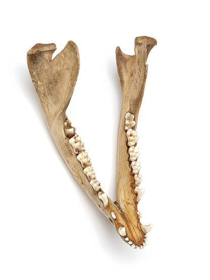 Opossum Jaw Bone Art Print | Museum-Quality Fine Art Print | RedKalion