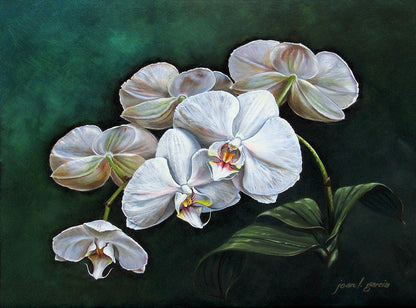 Paintings of Orchids: Fine Art Print | RedKalion