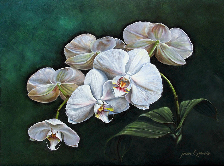 Paintings of Orchids: Fine Art Print | RedKalion
