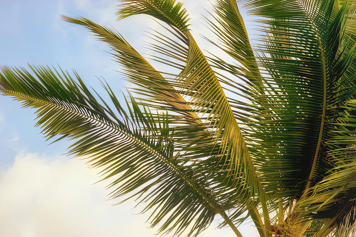 Palm Branches Fine Art Print | RedKalion
