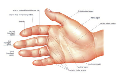 Palmar Region Anatomy Art Print | Detailed Hand Study | RedKalion