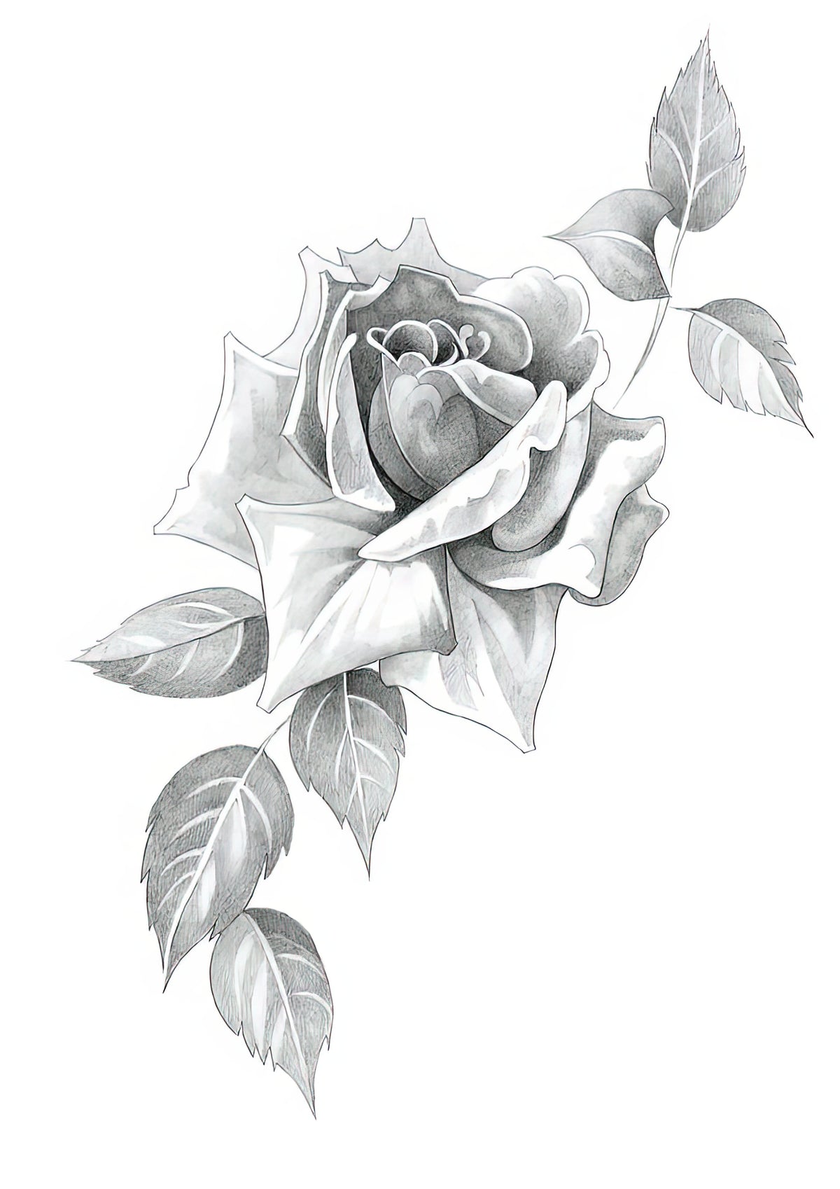 Pencil Drawing of Roses Art Print | RedKalion