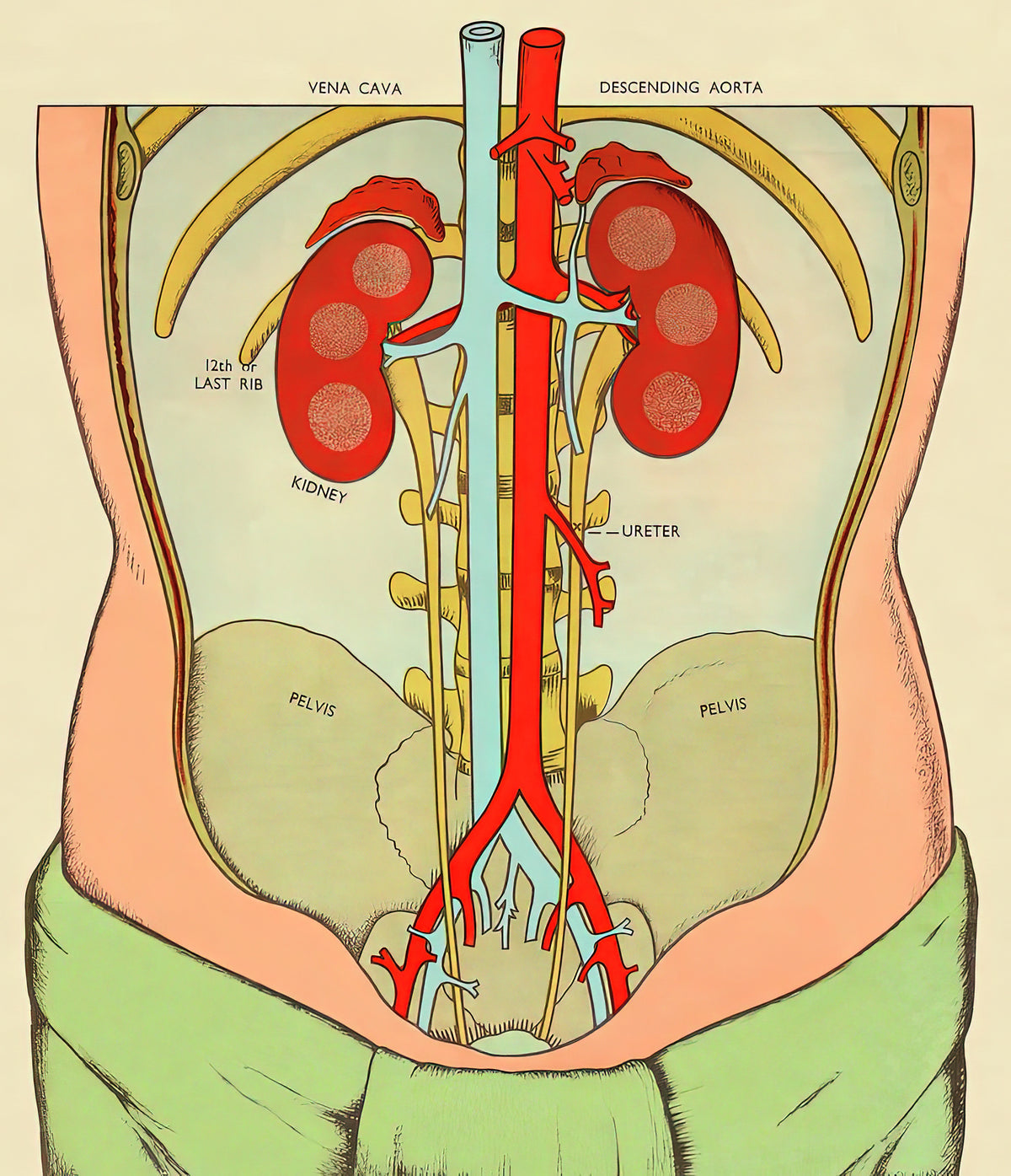 Picture of Kidneys in Body: Anatomy Art Print | RedKalion
