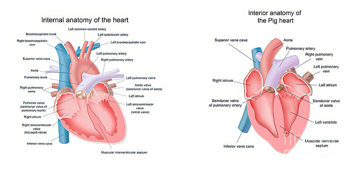 Pig Heart Anatomy Art Print: Detailed Cross-Section Illustration | RedKalion