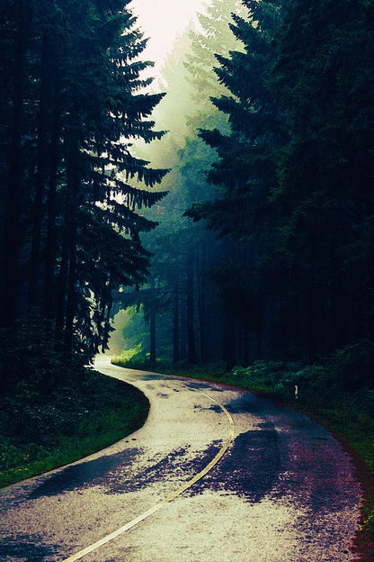 Pine Forest Road Fine Art Print | RedKalion