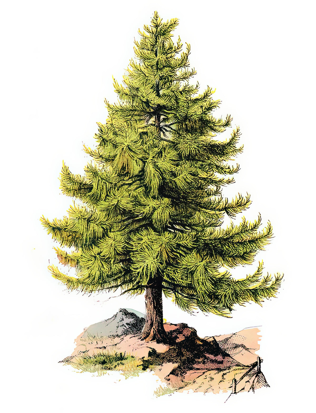 Pine Tree Art Print: Symbolism & Natural Beauty | RedKalion