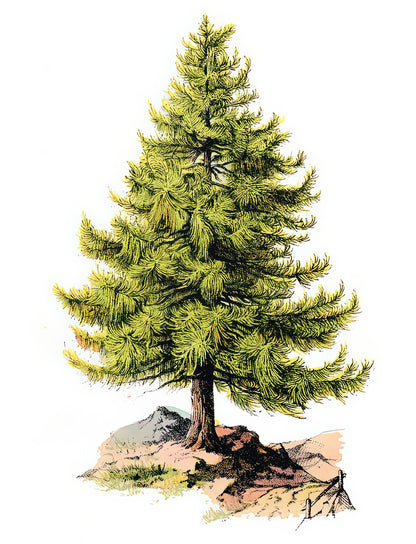 Pine Tree Art Print: Symbolism & Natural Beauty | RedKalion