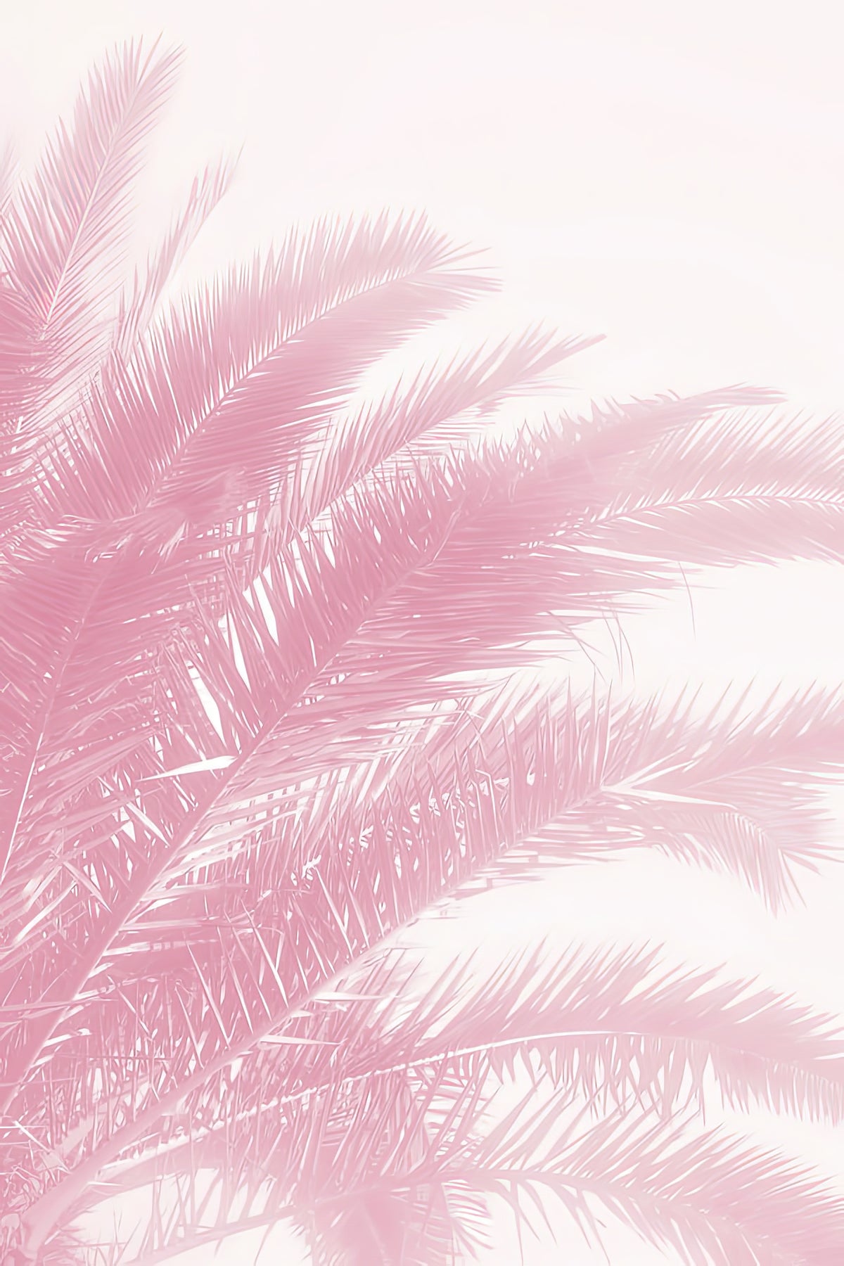 Pink Palm Leaves Fine Art Print | RedKalion