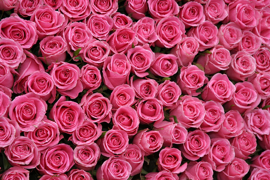 Pink Rose Background Art Print | Museum-Quality Fine Art | RedKalion