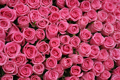 Pink Rose Background Art Print | Museum-Quality Fine Art | RedKalion