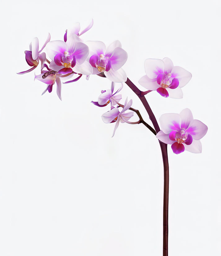 Pink and White Orchid Flowers Art Print | RedKalion