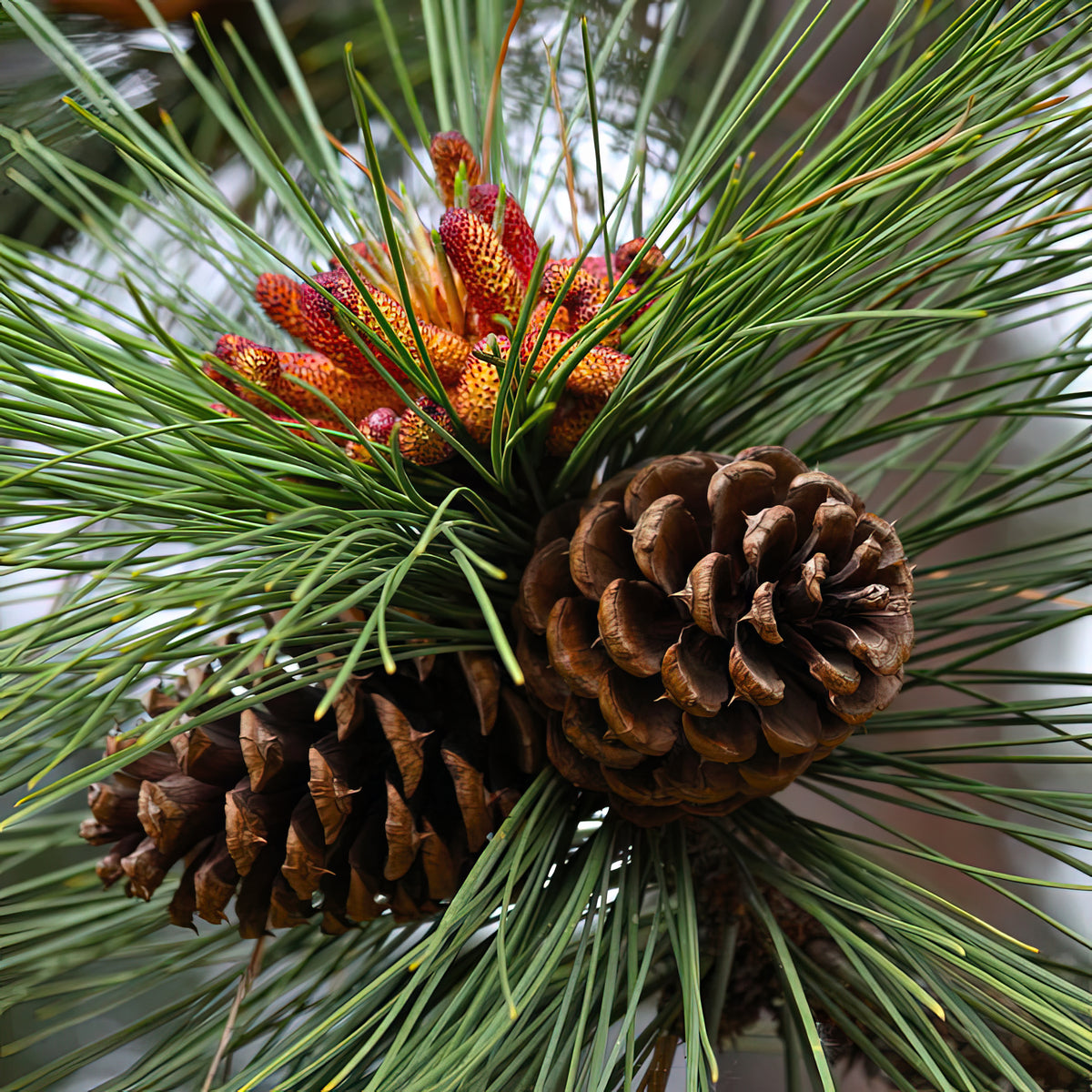 Ponderosa Pine Cones Art Print | Museum-Quality Fine Art Print | RedKalion