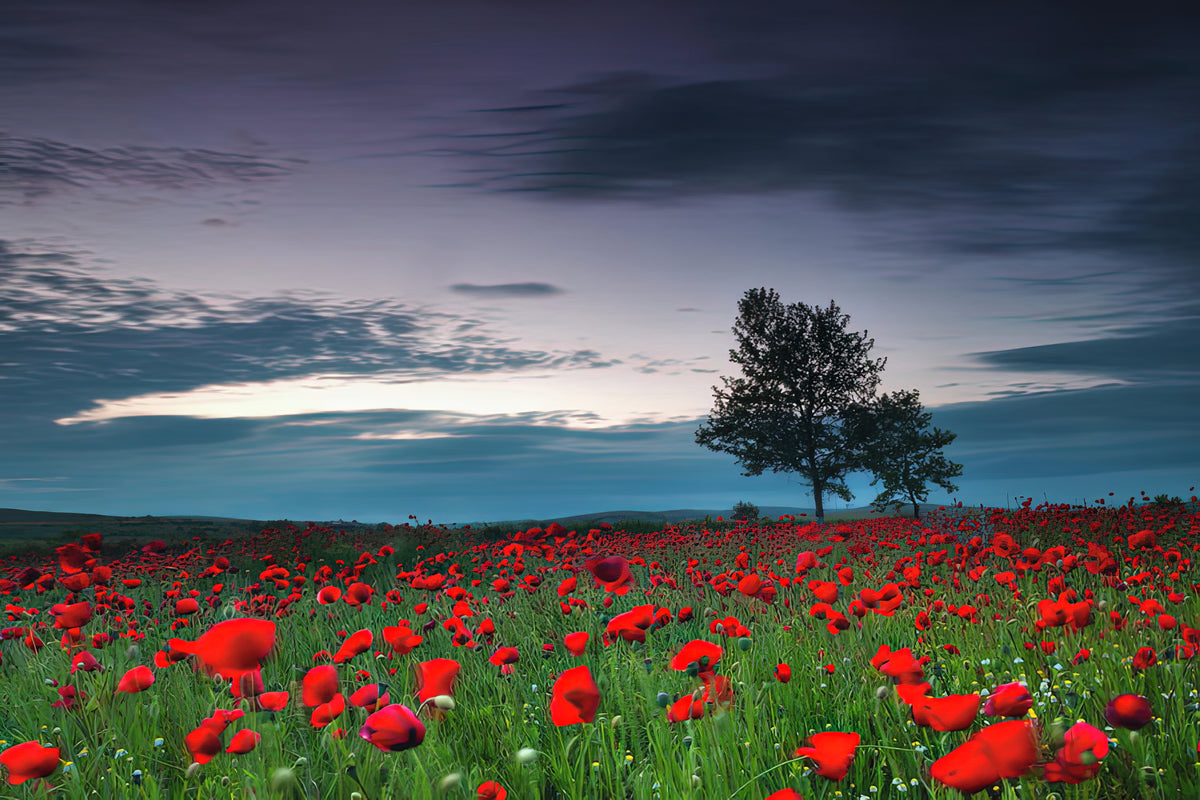 Red Poppy Field Art Print | Museum-Quality Fine Art Print | RedKalion