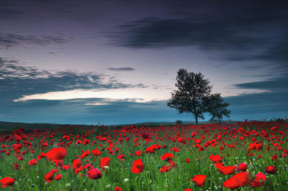 Red Poppy Field Art Print | Museum-Quality Fine Art Print | RedKalion