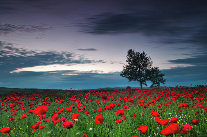 Red Poppy Field Art Print | Museum-Quality Fine Art Print | RedKalion