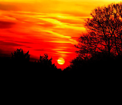 Red in the Sunset Art Print | RedKalion