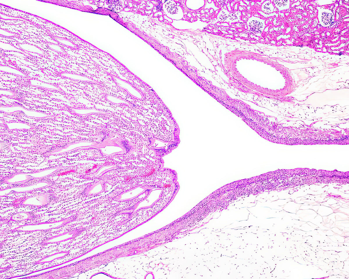 Renal Papilla Art Print | Anatomical Fine Art Print | RedKalion