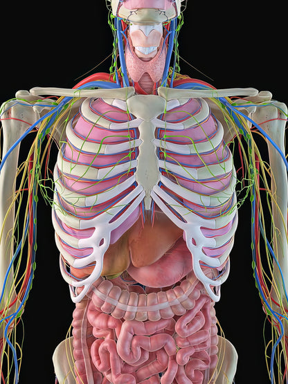 Rib Cage and Organs Diagram Art Print | Museum-Quality Anatomy Illustration | RedKalion