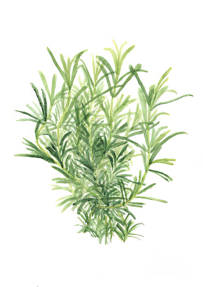 Rosemary Art Print | Premium Fine Art Print | RedKalion