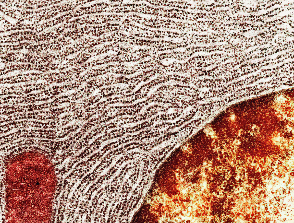 Rough ER Drawing Art Print | Fine Art Print of Cellular Structure | RedKalion