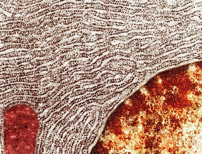 Rough ER Drawing Art Print | Fine Art Print of Cellular Structure | RedKalion