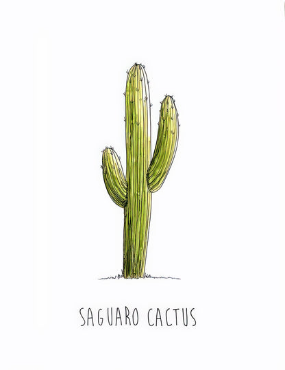 Saguaro Drawing Art Print | Botanical & Desert Fine Art Print | RedKalion