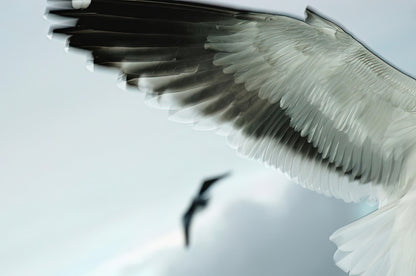 Seagull Wings Fine Art Print | Museum-Quality Reproduction | RedKalion