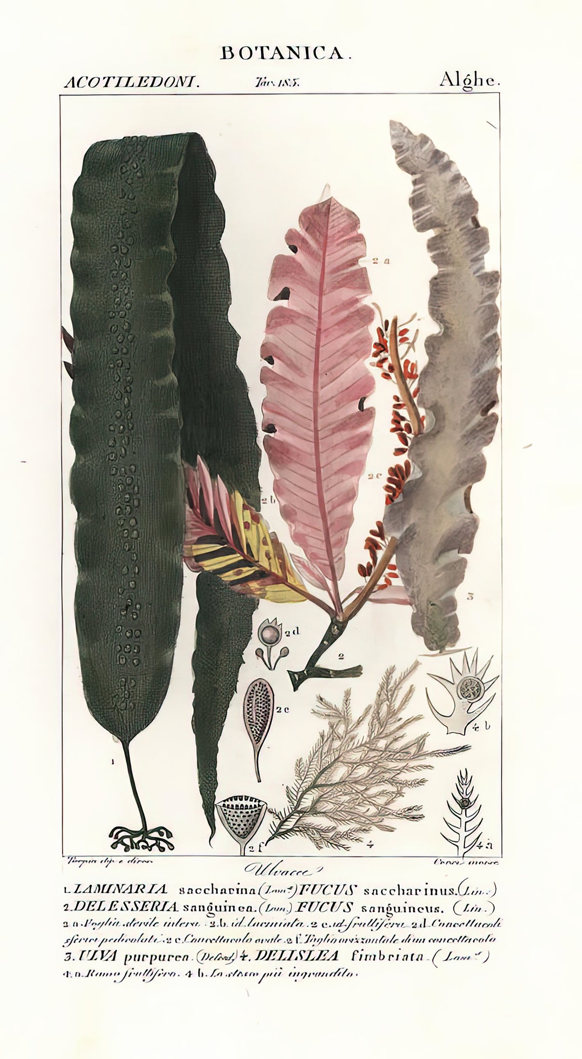 Seaweeds Drawing Art Print | Fine Art Print | RedKalion