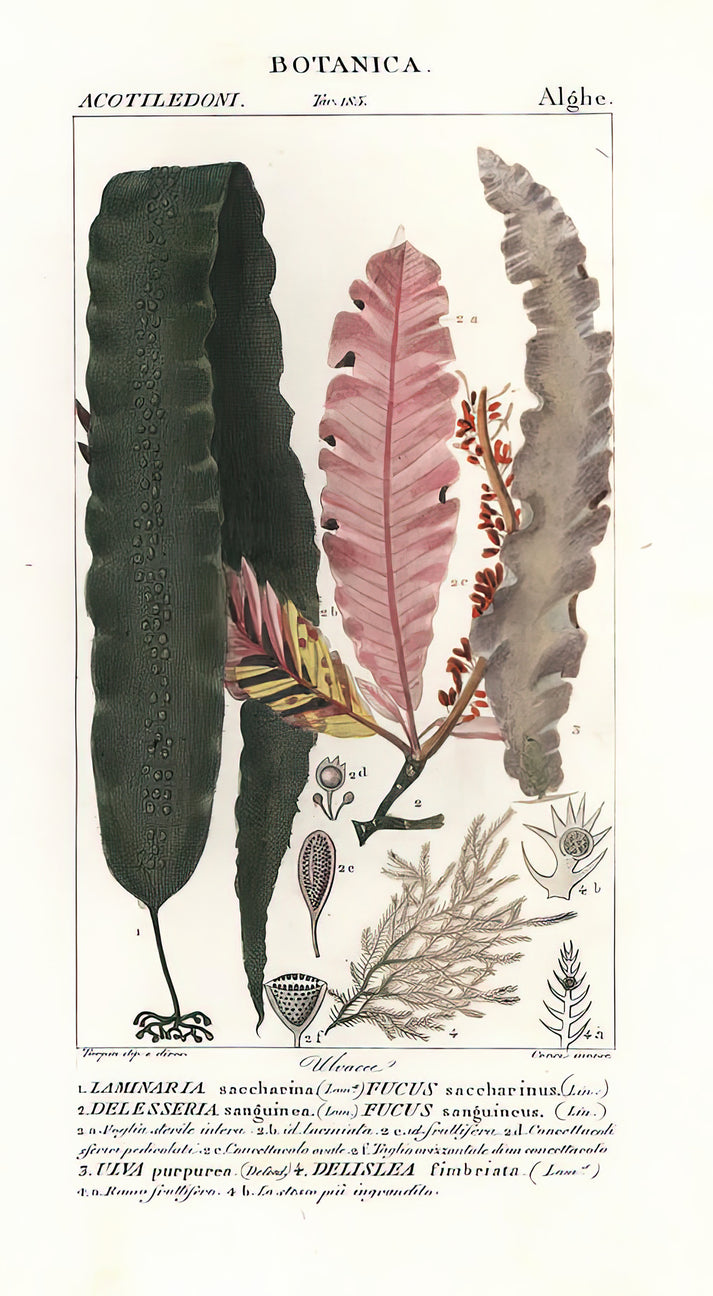 Seaweeds Drawing Art Print | Fine Art Print | RedKalion