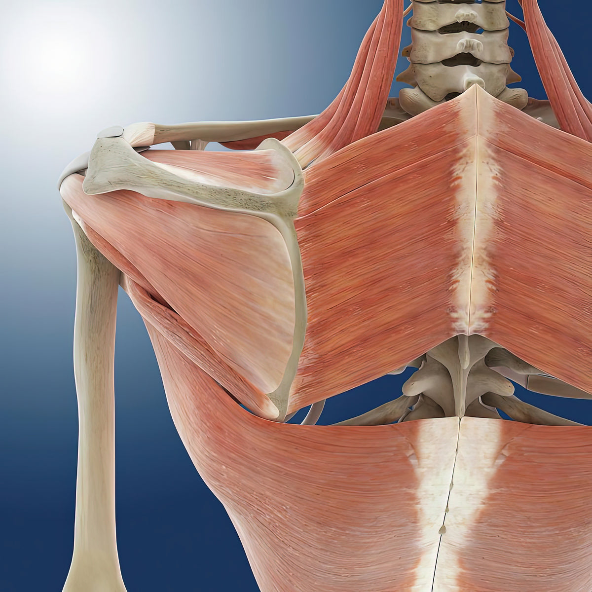 Shoulder and Back Anatomy Art Print | Premium Fine Art Print | RedKalion