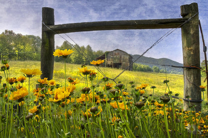 Summer Fields Fine Art Print | RedKalion