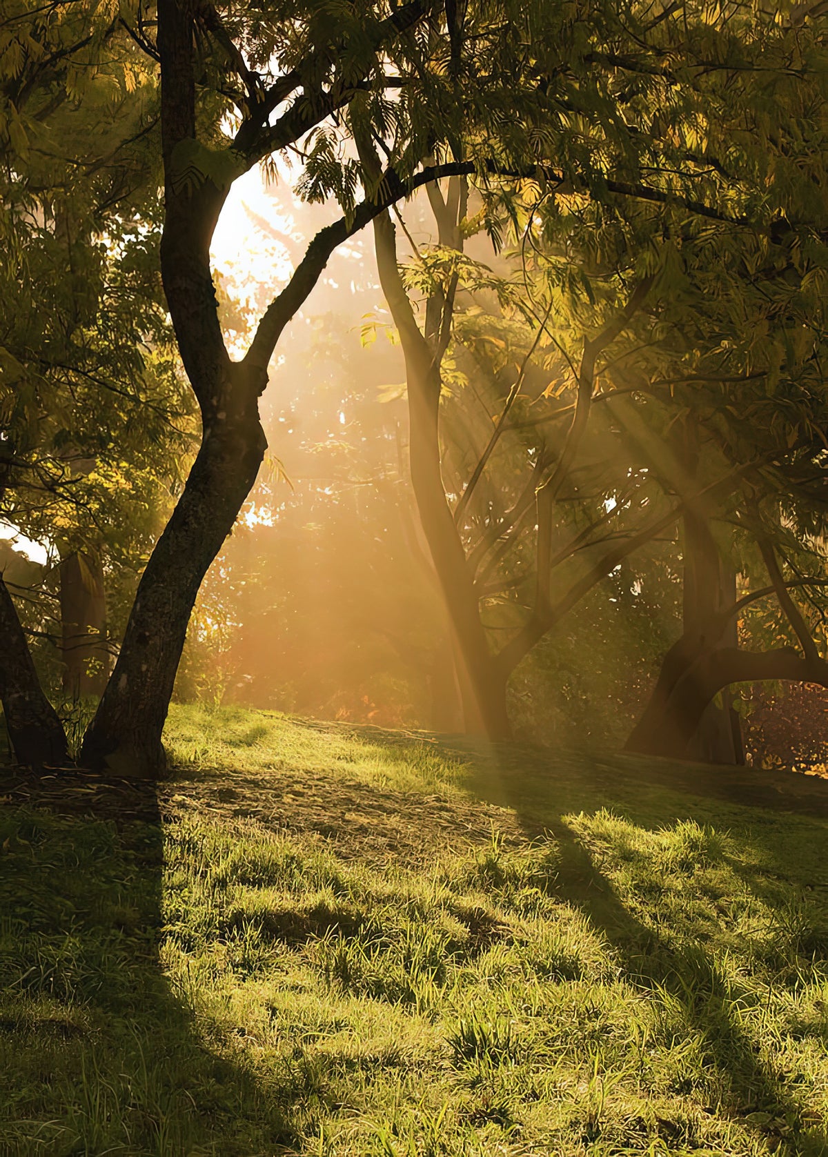 Sun Through Trees Art Print | Museum-Quality Fine Art Print | RedKalion
