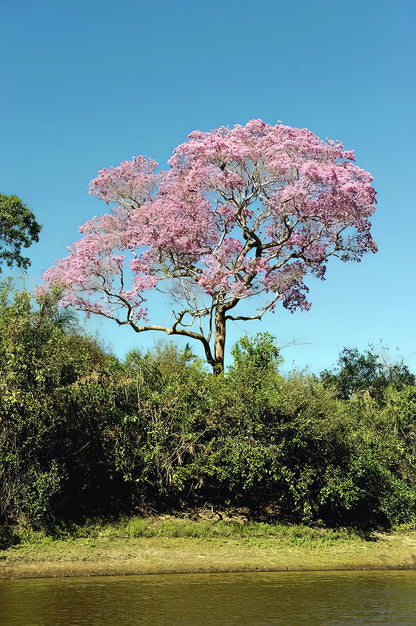 Tabebuia Impetiginosa Pink Trumpet Tree Art Print | RedKalion