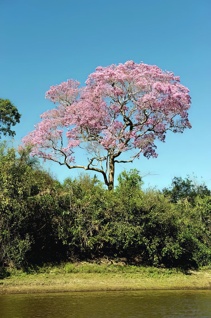 Tabebuia Impetiginosa Pink Trumpet Tree Art Print | RedKalion