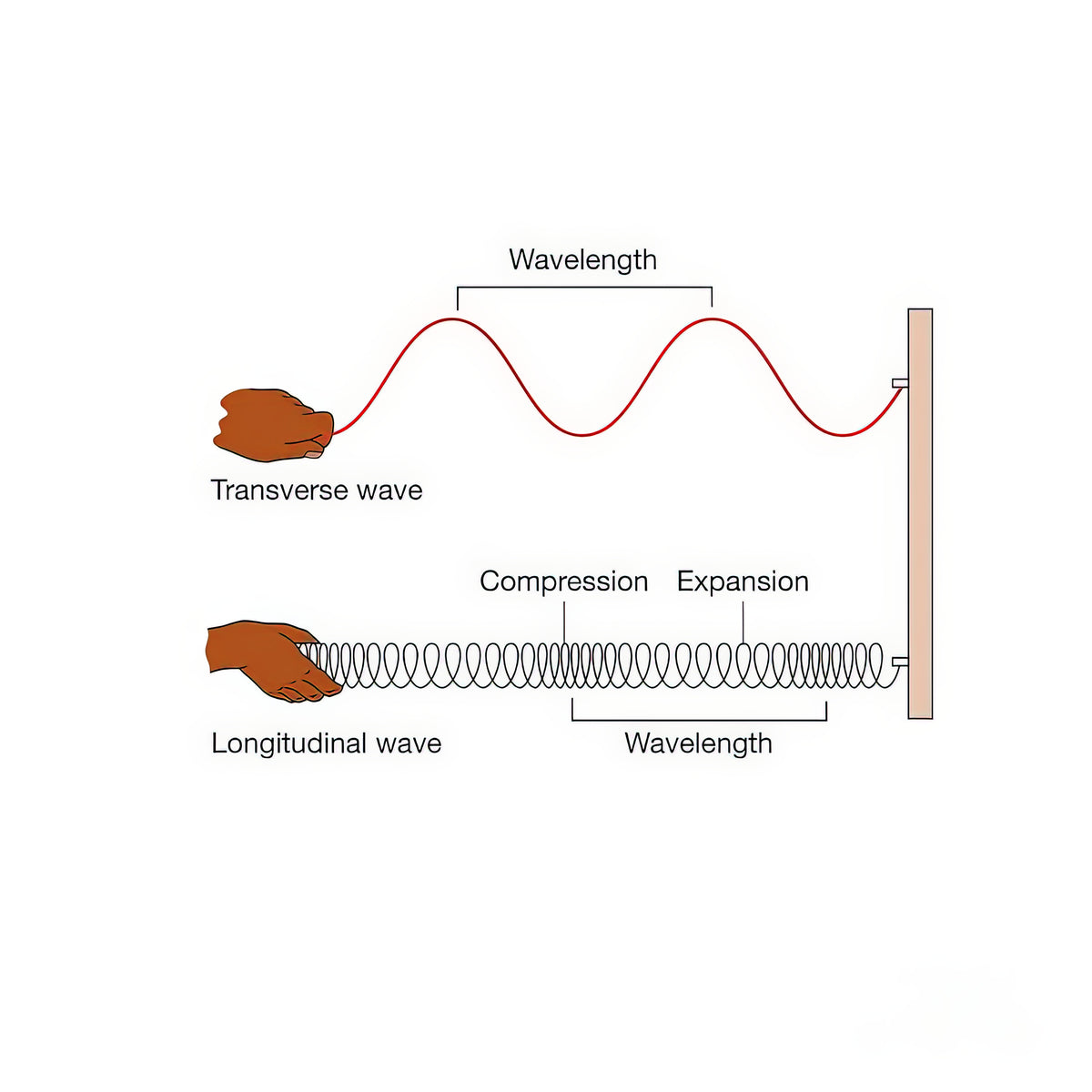 Transverse & Longitudinal Waves Art Print | Premium Scientific Illustration | RedKalion